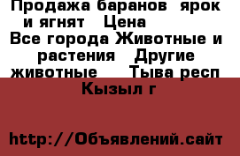 Продажа баранов, ярок и ягнят › Цена ­ 3 500 - Все города Животные и растения » Другие животные   . Тыва респ.,Кызыл г.